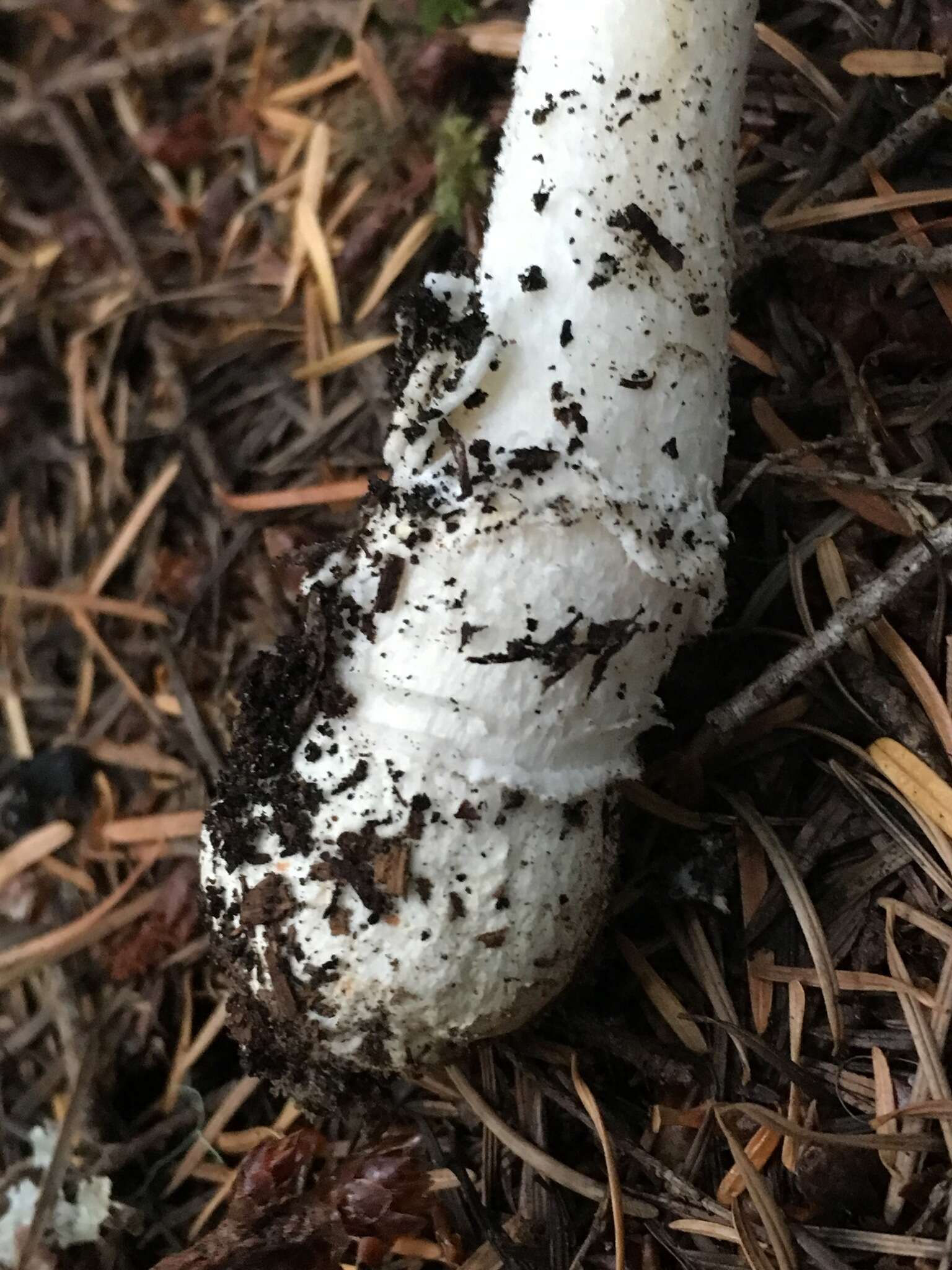 Слика од Amanita breckonii Thiers & Ammirati 1982