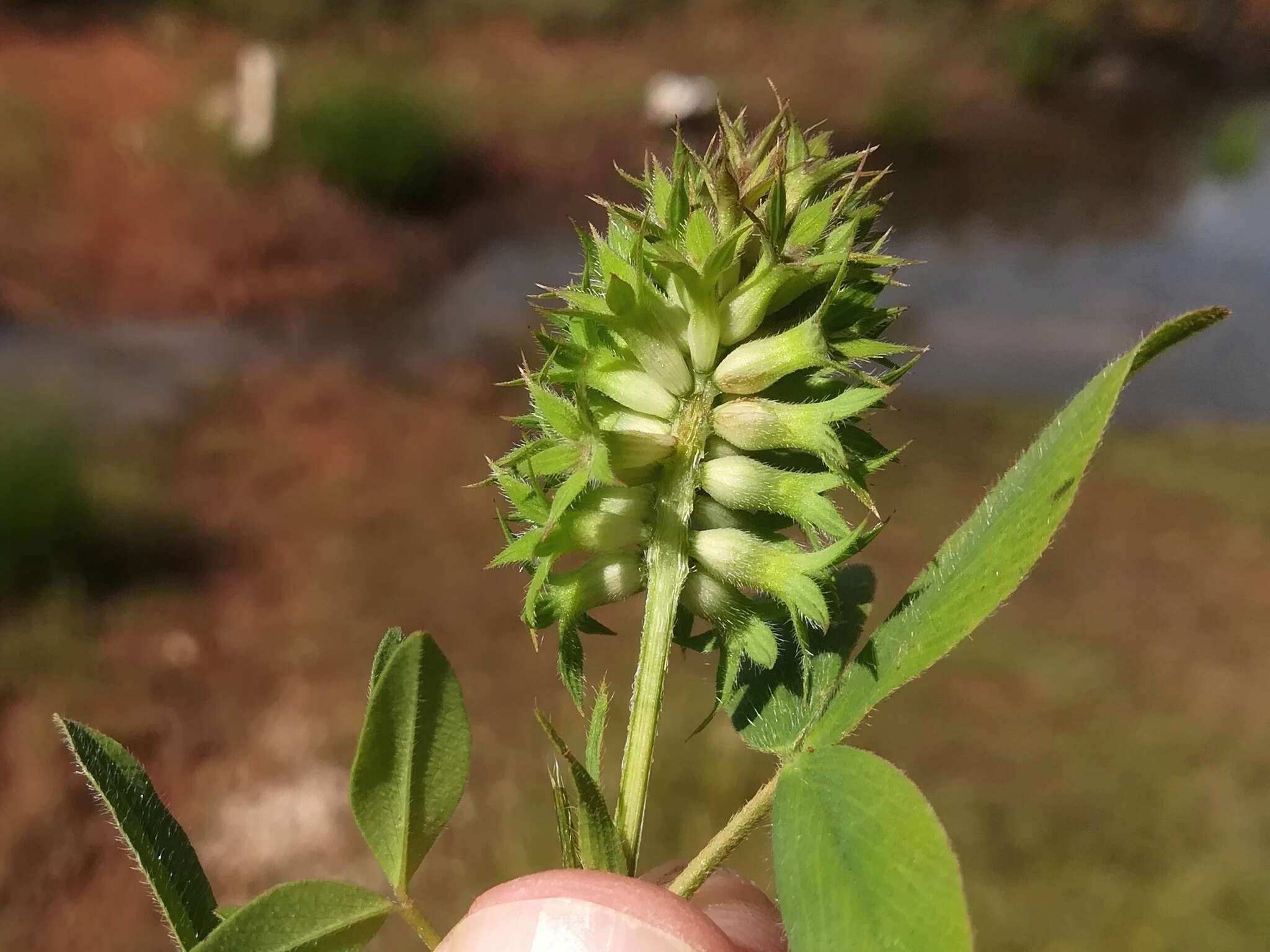 Image of Trifolium obscurum Savi