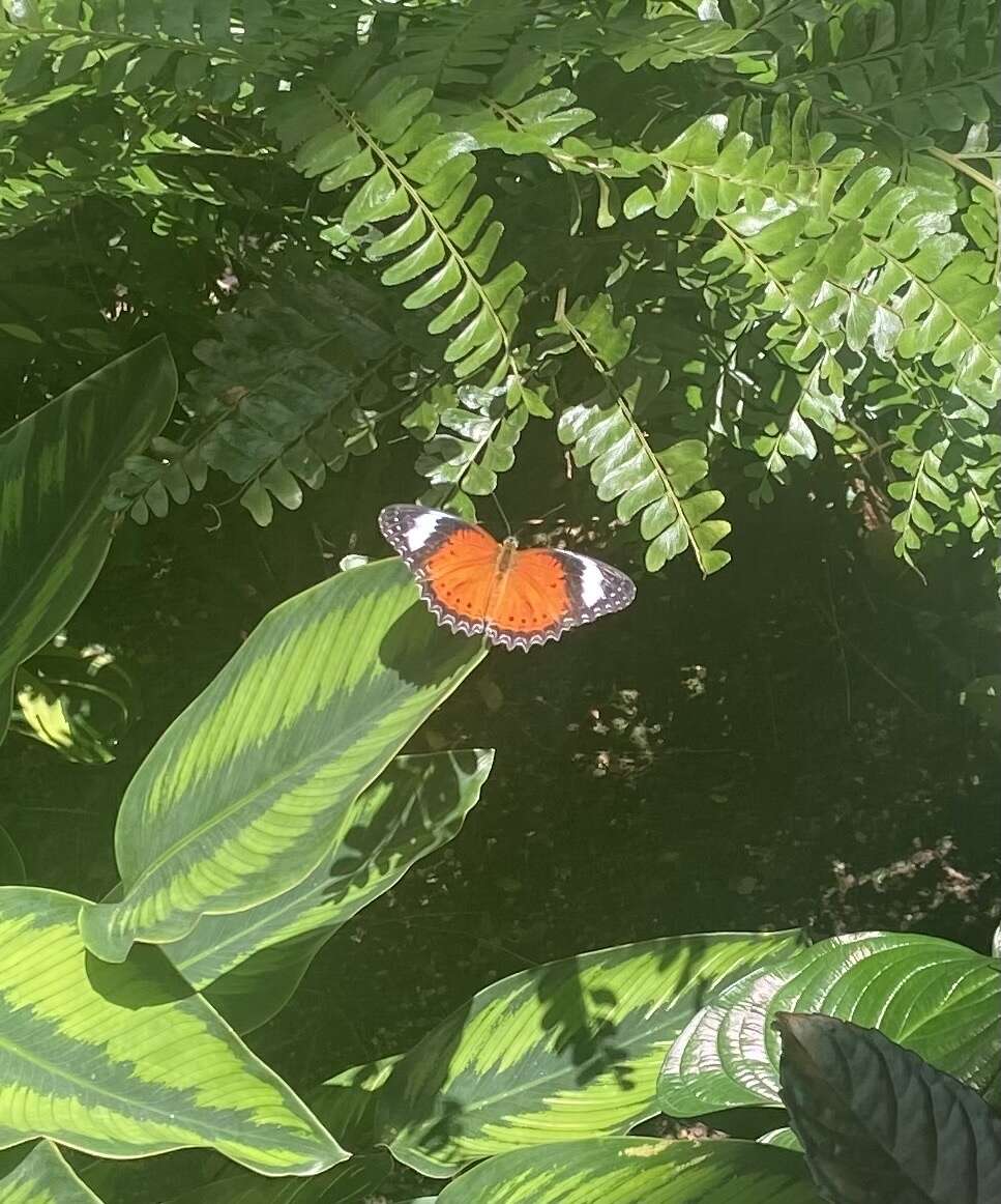 Image of Orange lacewing