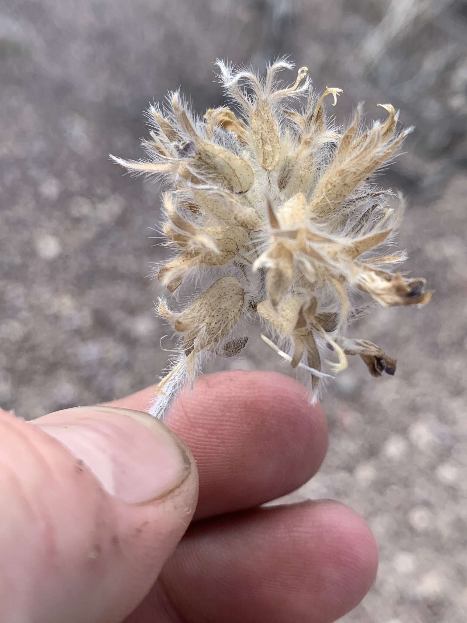 Image of Intermountain Indian breadroot