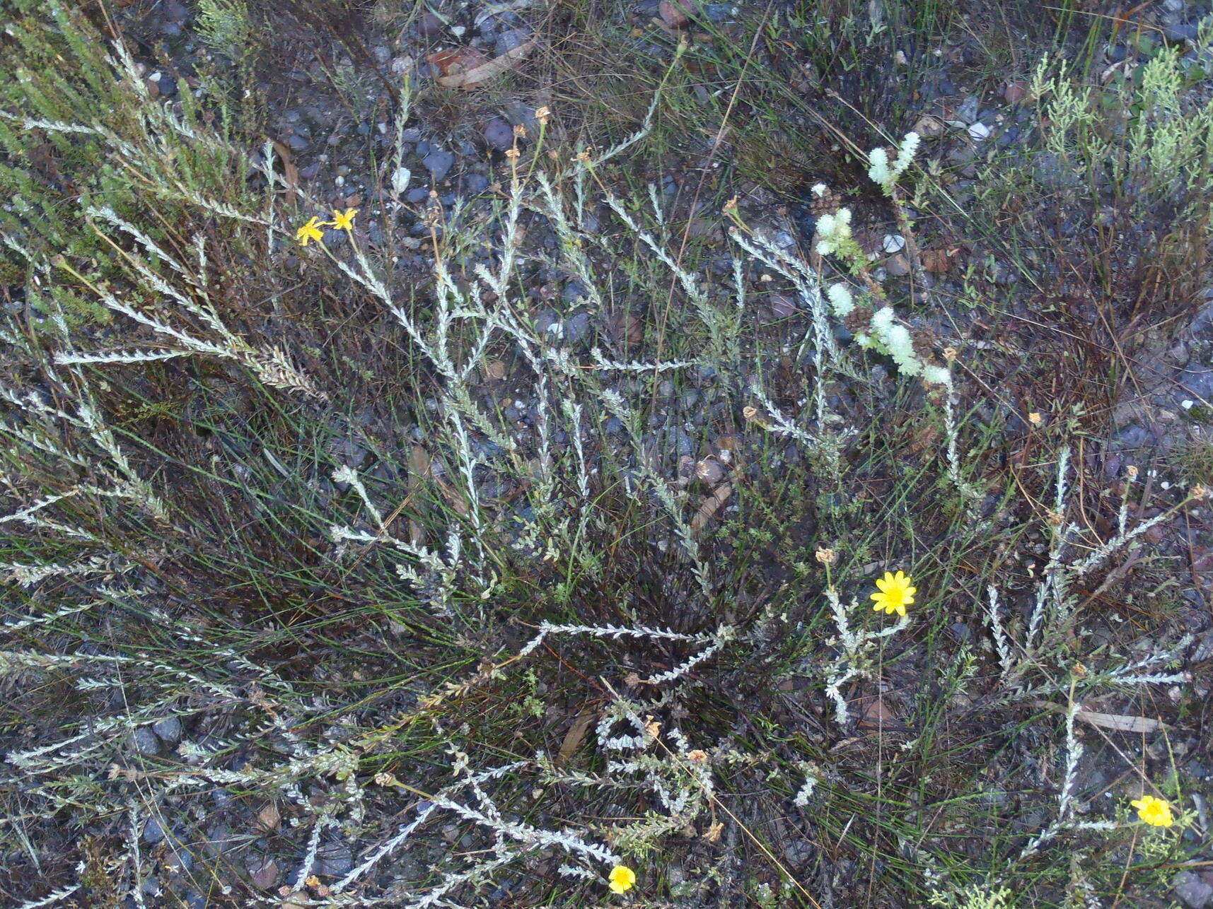 Image of <i>Osteospermum <i>polygaloides</i></i> var. polygaloides