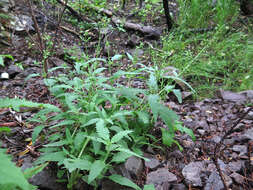 Scrophularia amgunensis F. Schmidt resmi