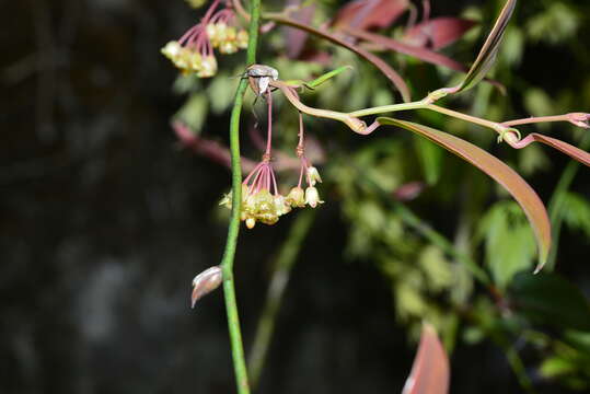 Image de Smilax elongatoumbellata Hayata