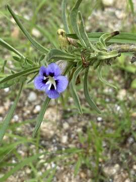 Image of Aptosimum arenarium Engl.