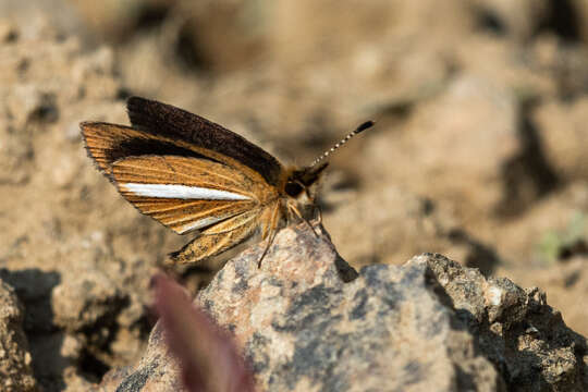 Image of Leptalina unicolor Bremer & Grey 1853