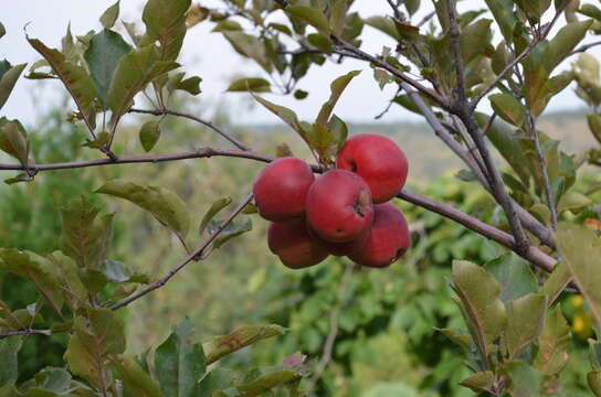 Image of paradise apple