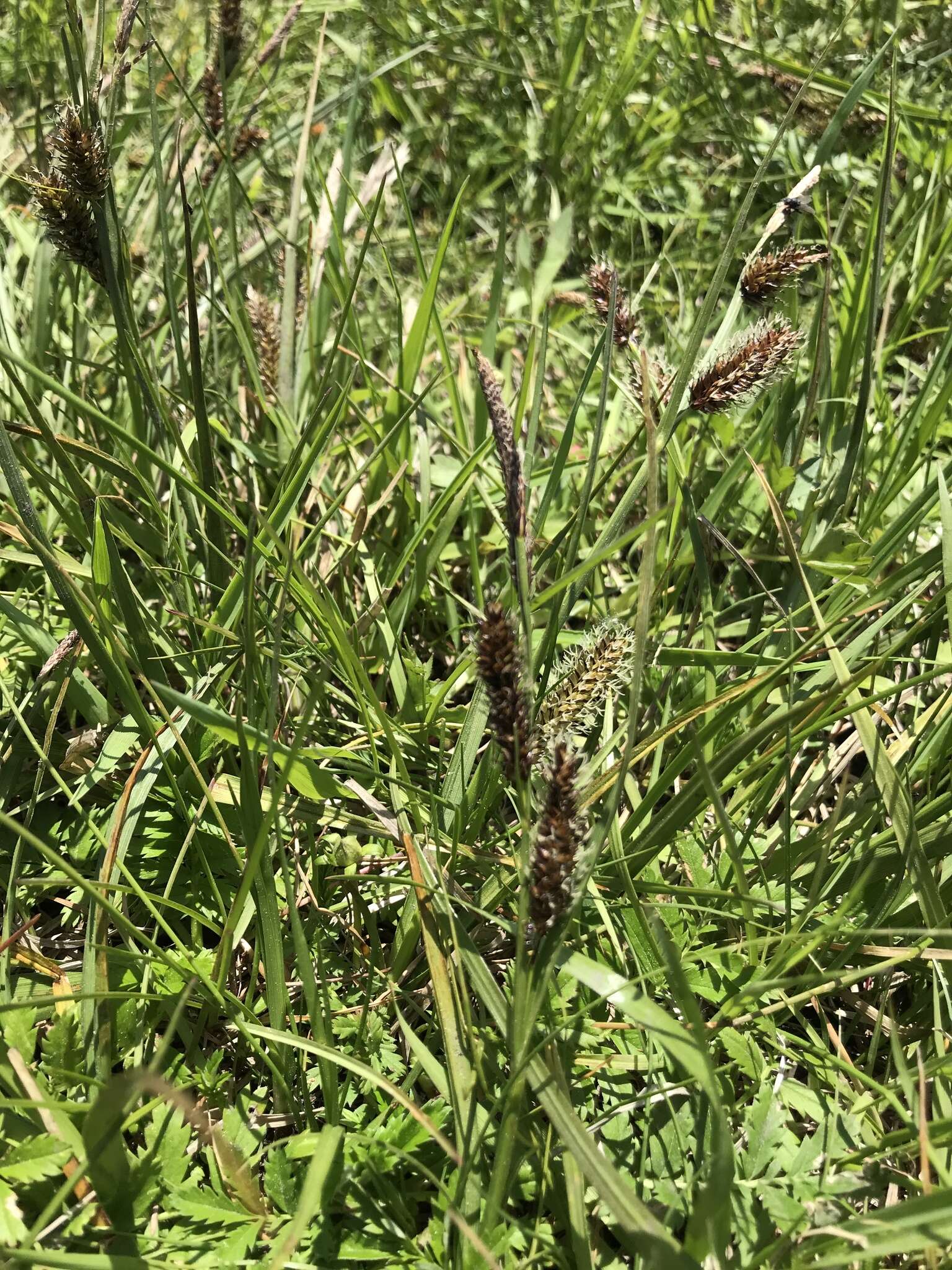 Sivun Carex pamirensis subsp. dichroa Malyschev kuva