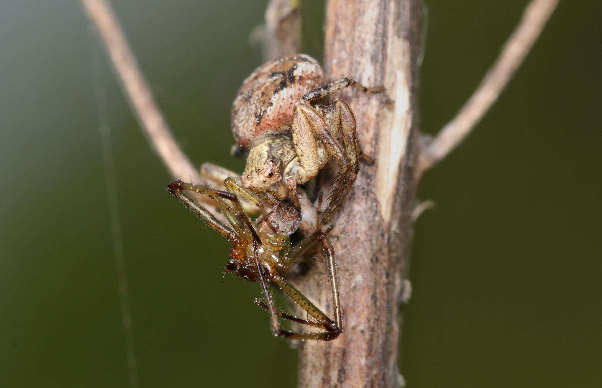 Image of Xysticus audax (Schrank 1803)