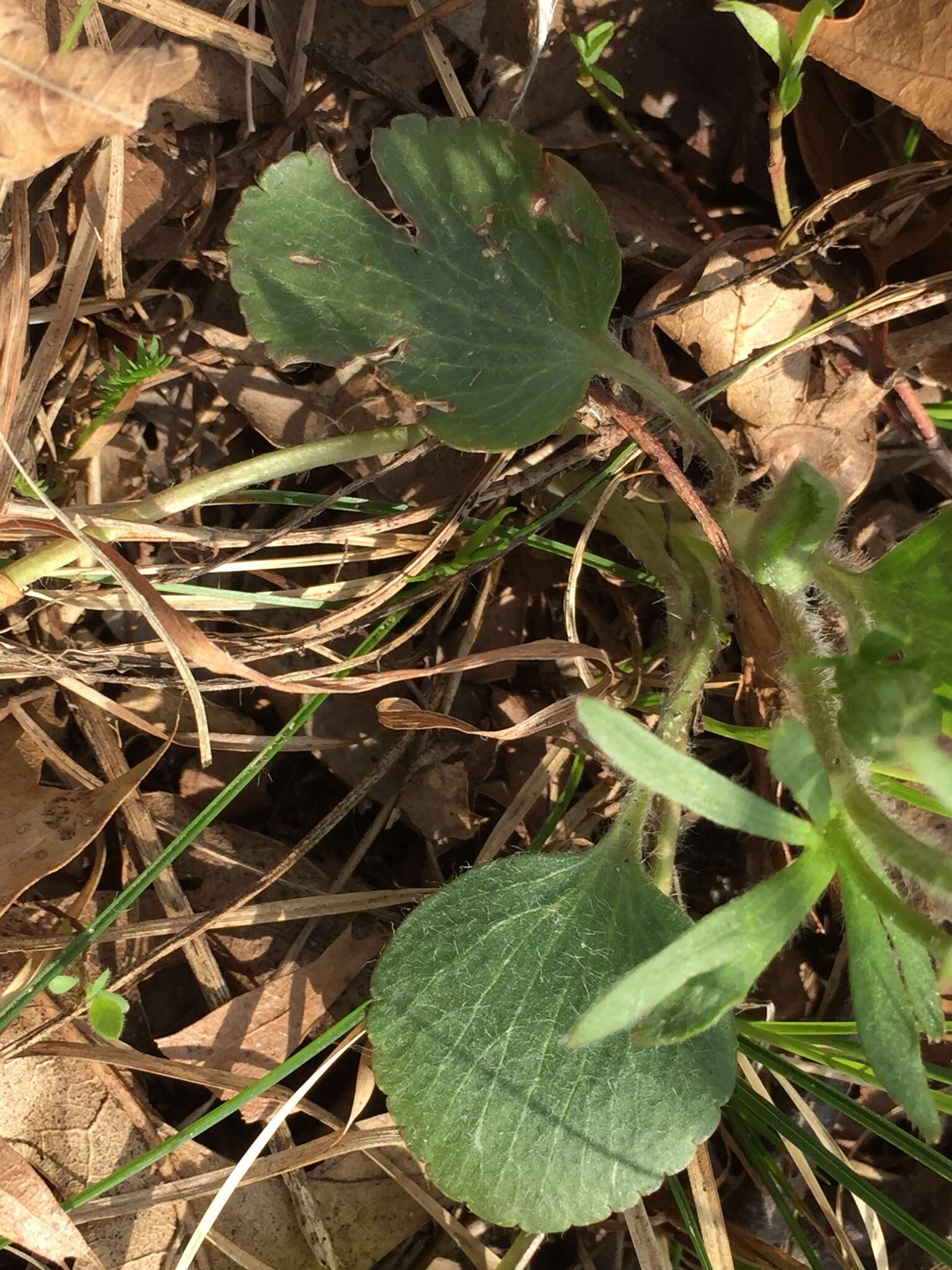 Image of Labrador buttercup