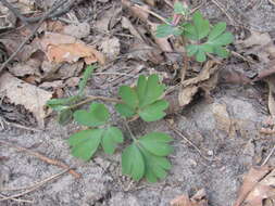 Image de Corydalis intermedia (L.) Merat