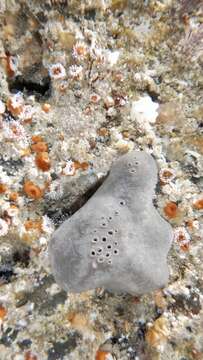 Image of elephant ear sponge