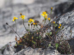 Image of Cineraria lobata L'Hér.