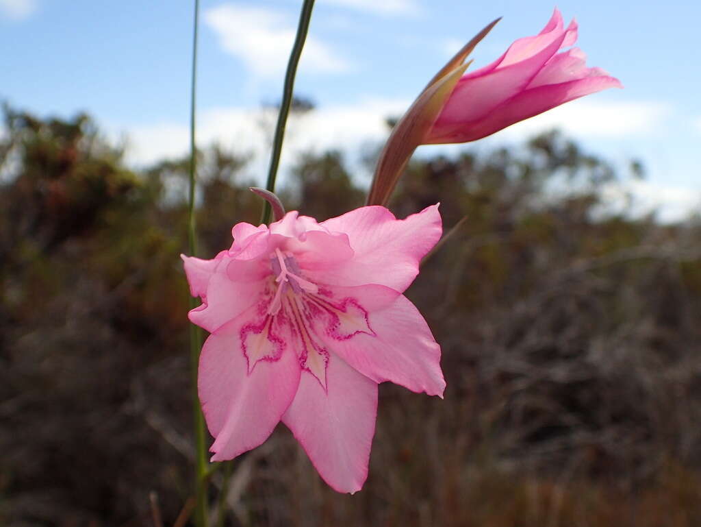 Image of Gladiolus ornatus Klatt