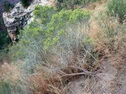 Imagem de Ericameria nauseosa var. graveolens (Nutt.) Reveal & Schuyler