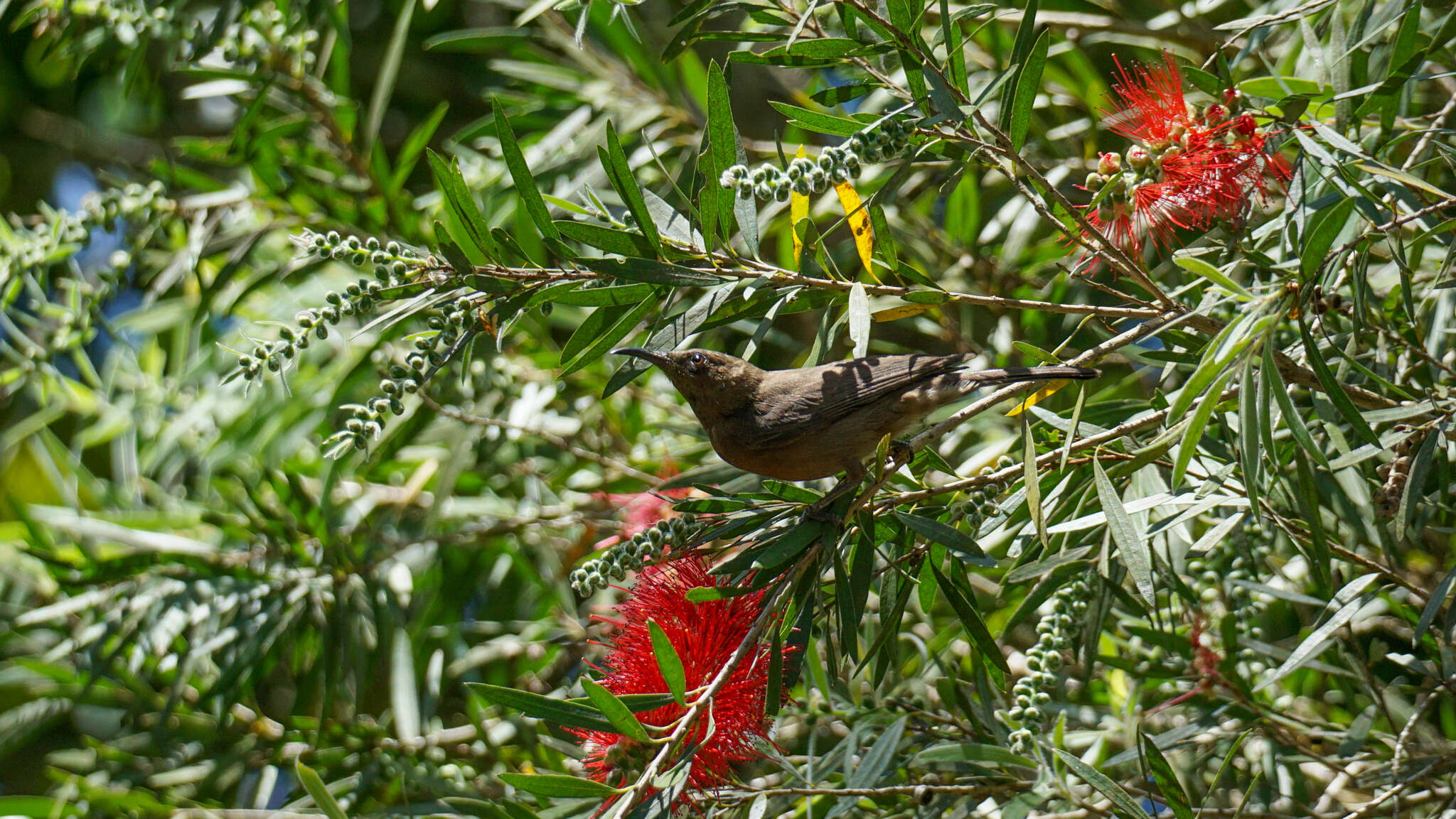 Image of Dusky Honeyeater