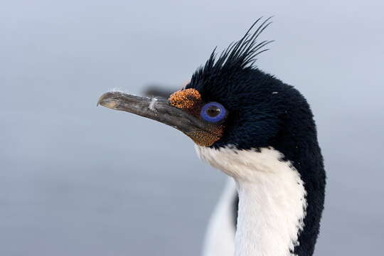 Image of Kerguelen Shag