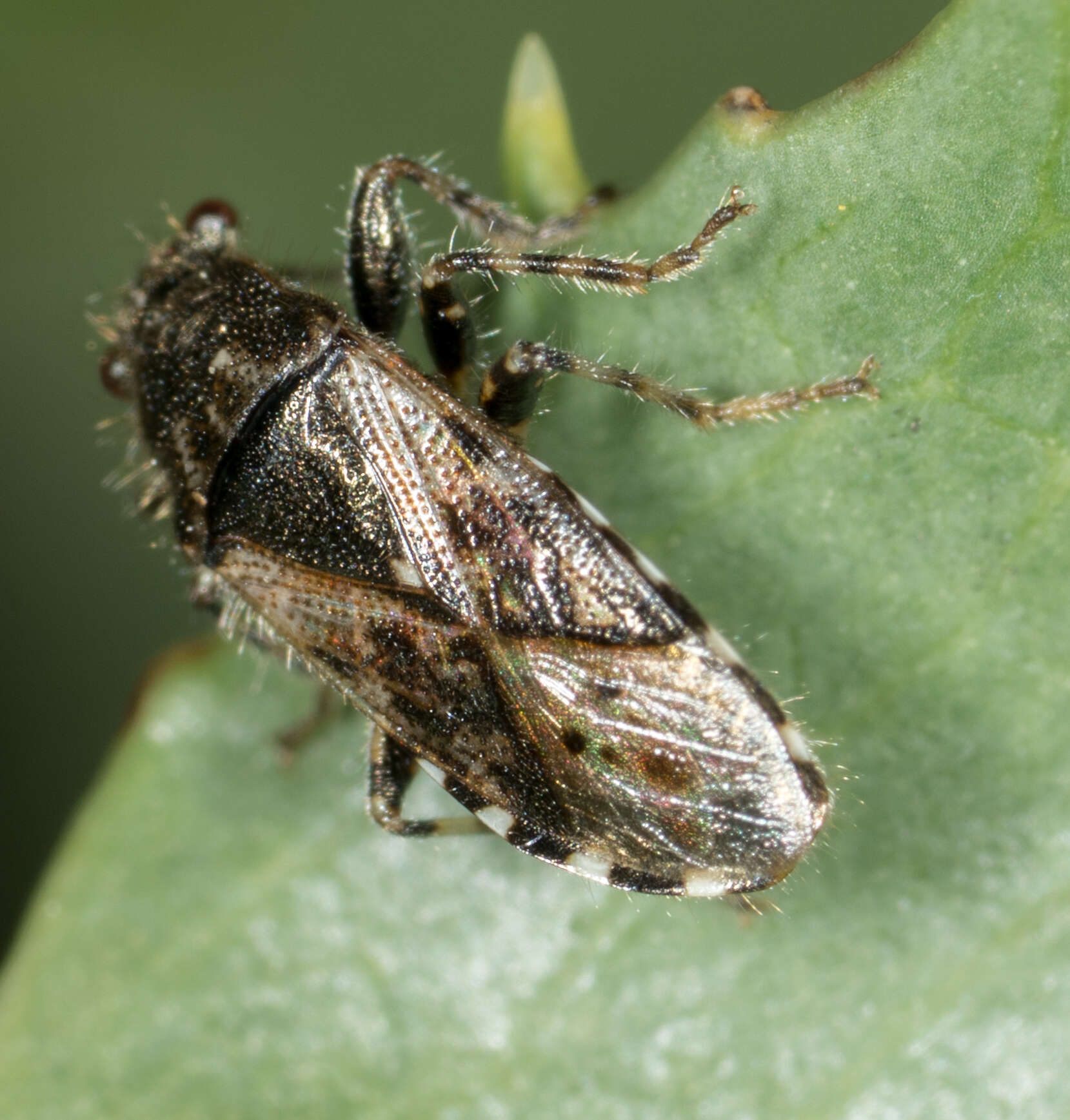 Image of Heterogaster urticae Fabricius & J. C. 1775