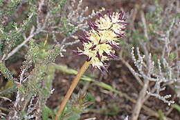 صورة Wurmbea spicata (Burm. fil.) T. Durand & Schinz
