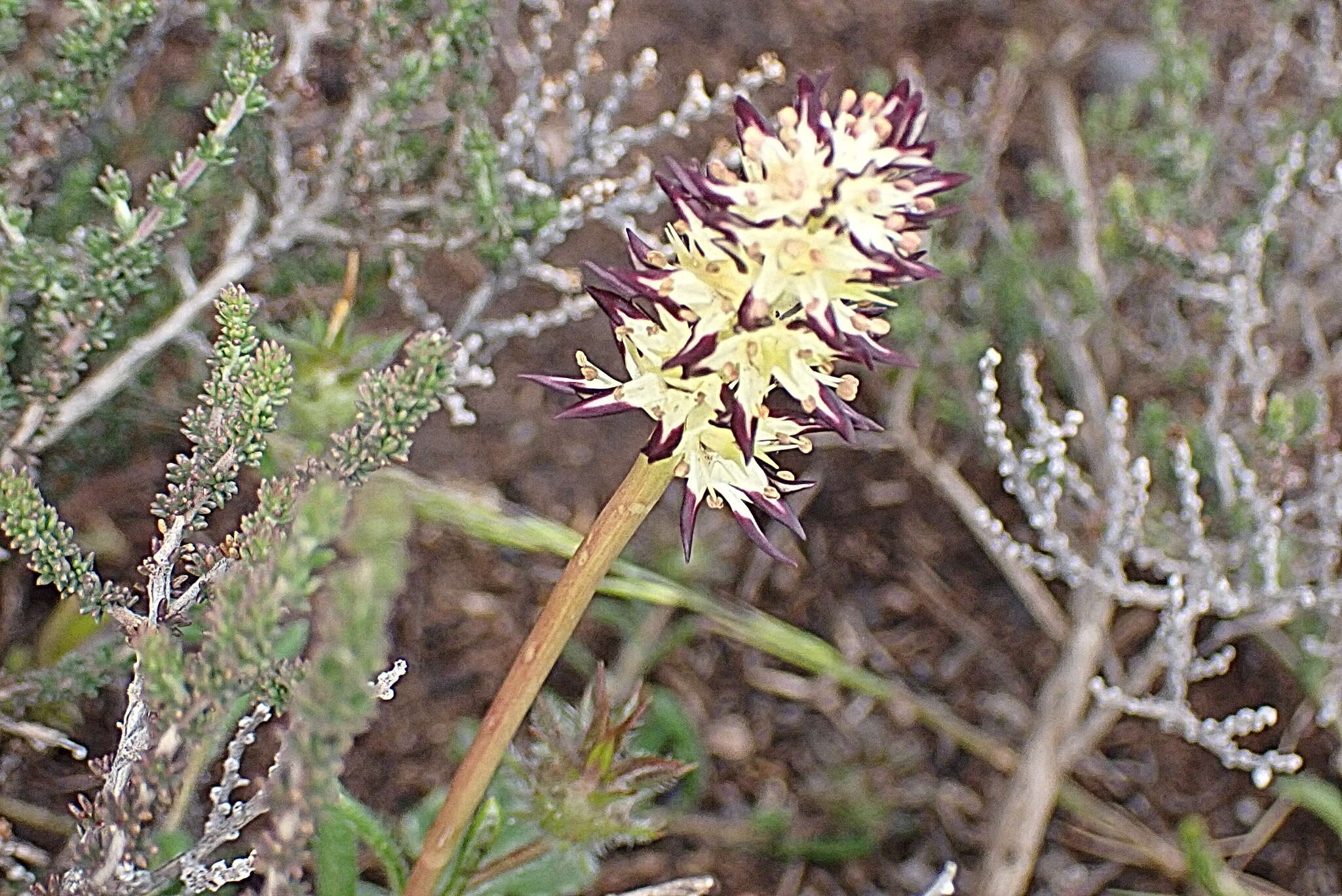 صورة Wurmbea spicata (Burm. fil.) T. Durand & Schinz