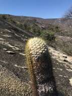 Coleocephalocereus aureus F. Ritter的圖片