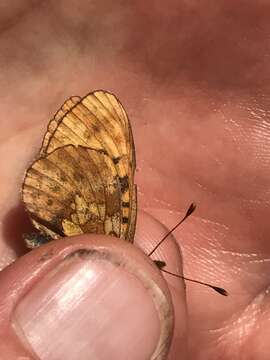 Image of Western Meadow Fritillary