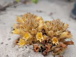 Image of Parish's broomrape