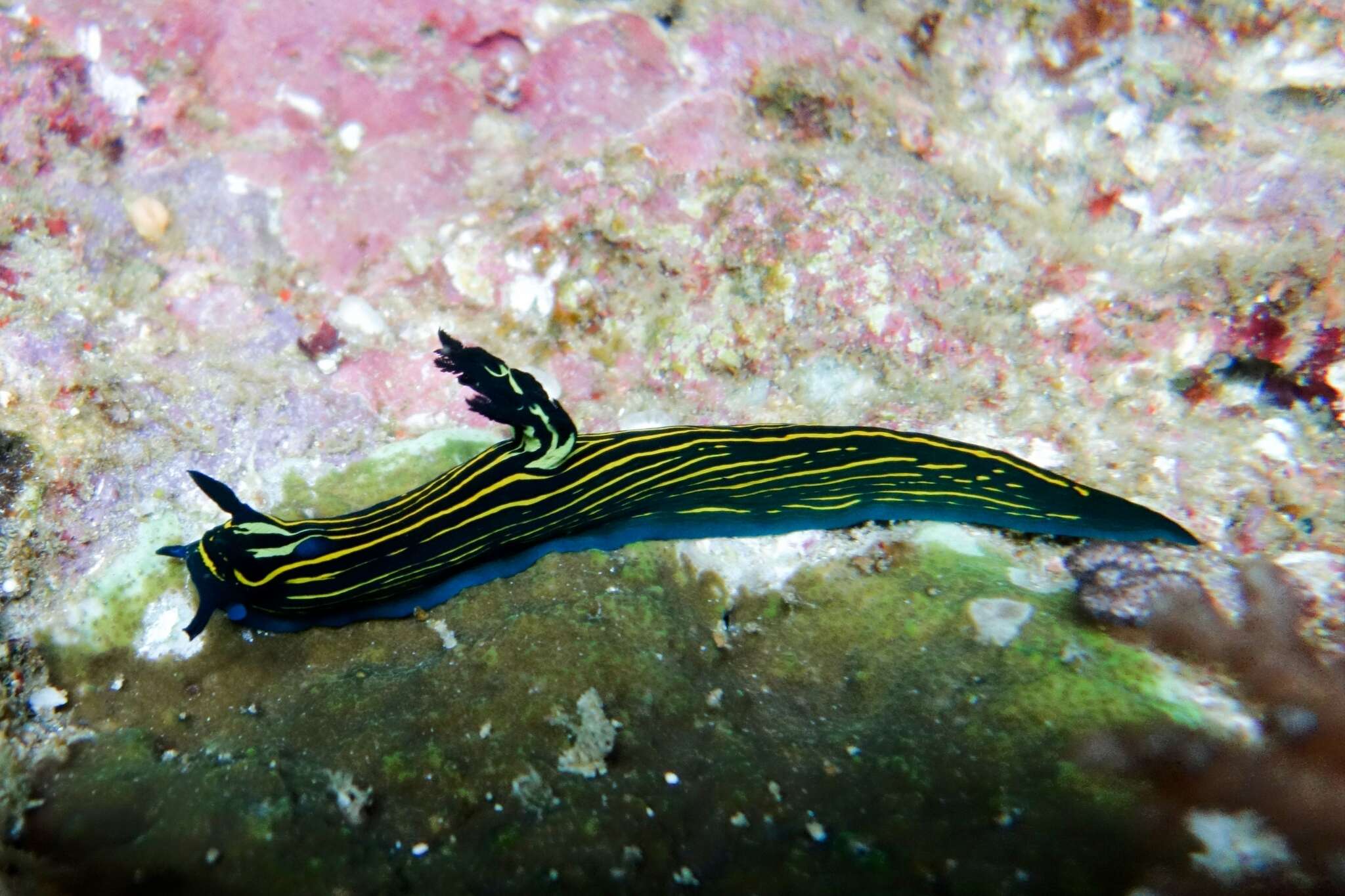 Image of Tyrannodoris Willan & Y.-W. Chang 2017