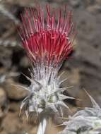 Image of snowy thistle