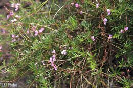 Imagem de Indigofera angustifolia L.