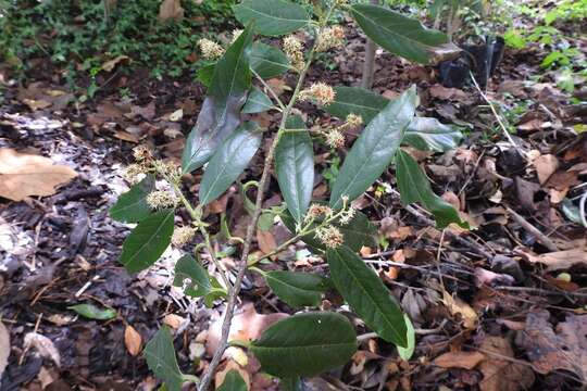 Imagem de Prunus tuberculata Koehne