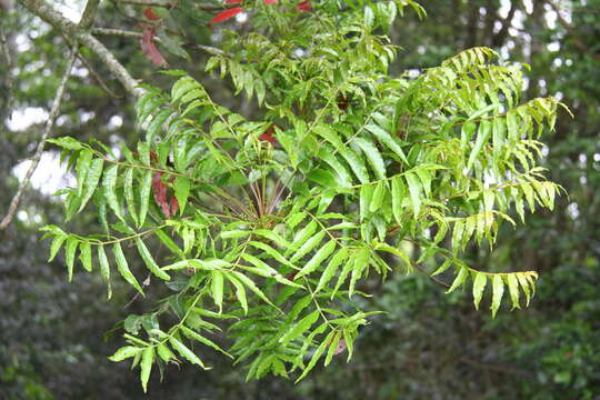 Image of Harpephyllum caffrum Bernh.