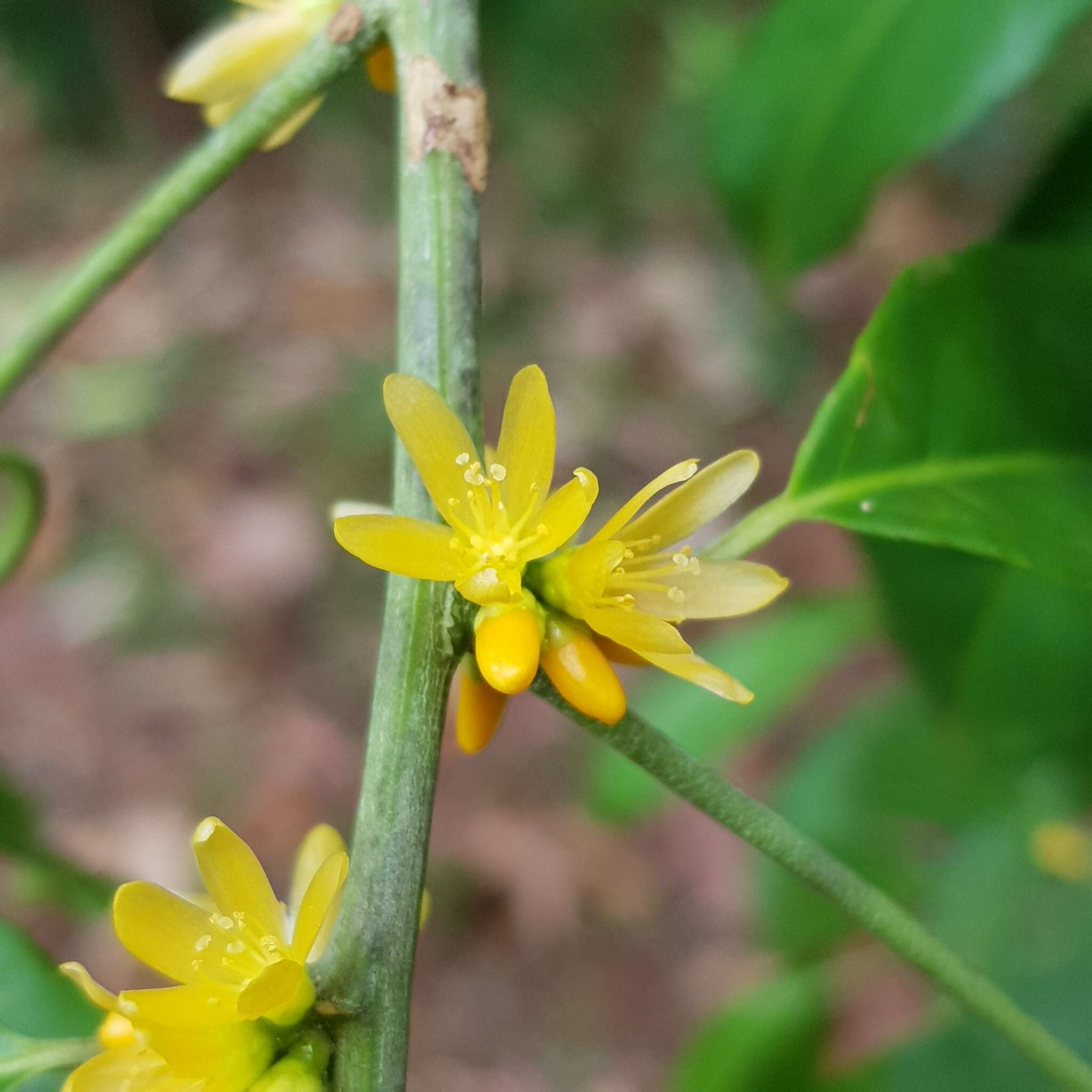 Imagem de Indorouchera griffithiana (Planch.) Hall. fil.