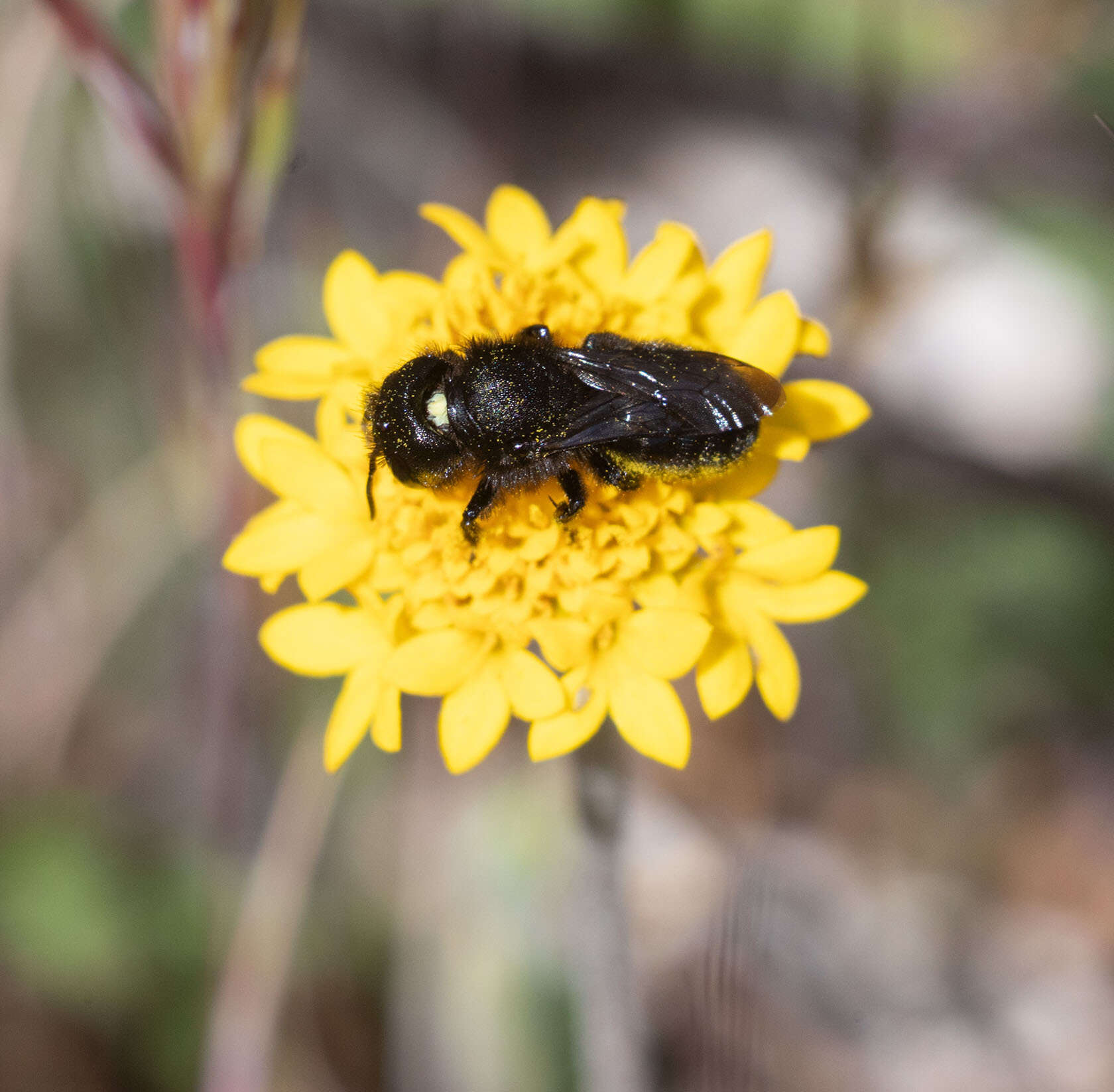 Image of Osmia montana quadriceps Cresson 1878