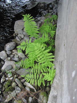 Image of Thelypteris palustris subsp. palustris