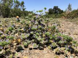 Image of Calistoga pincushionplant