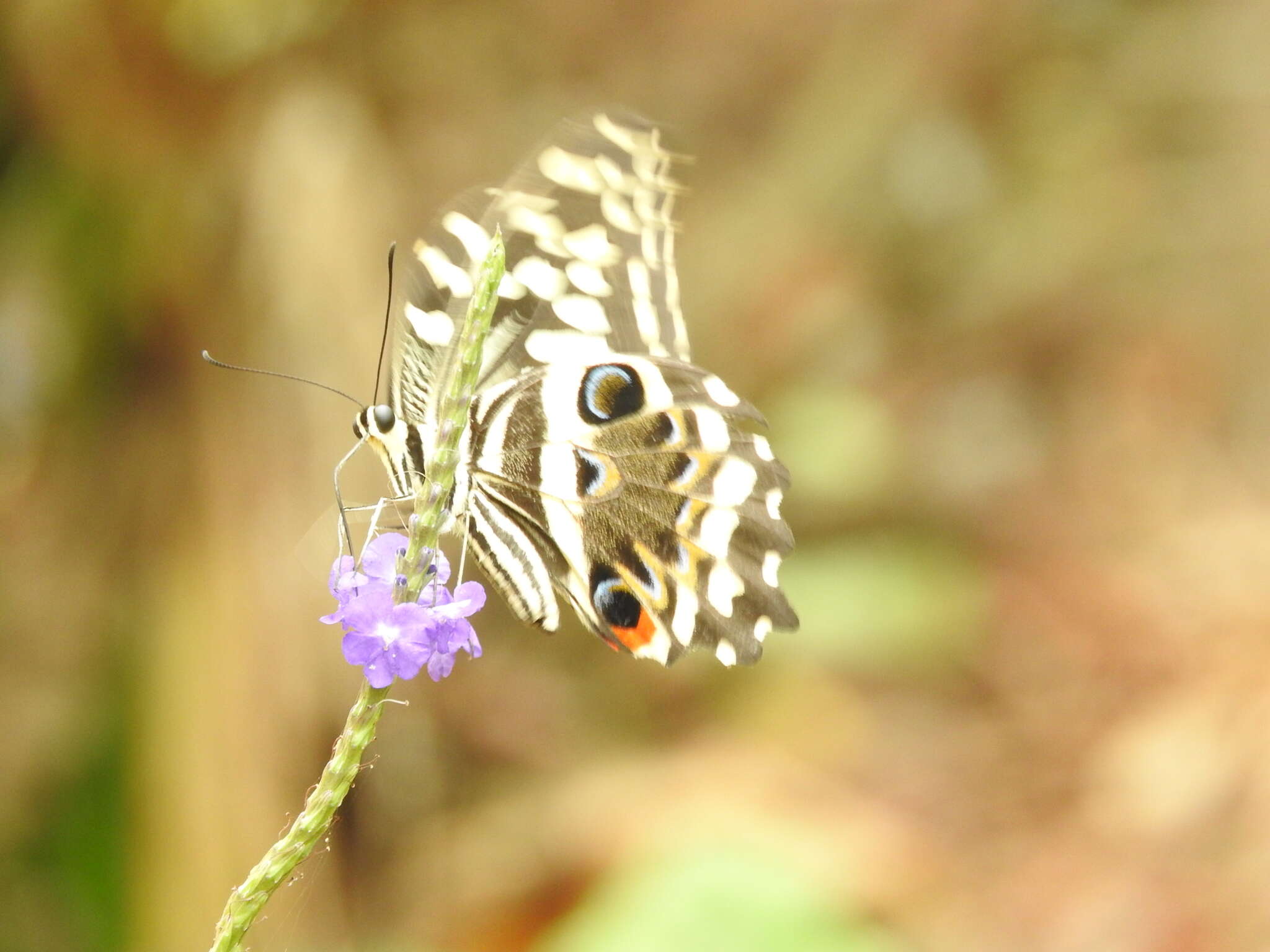 Image of Citrus swallowtail