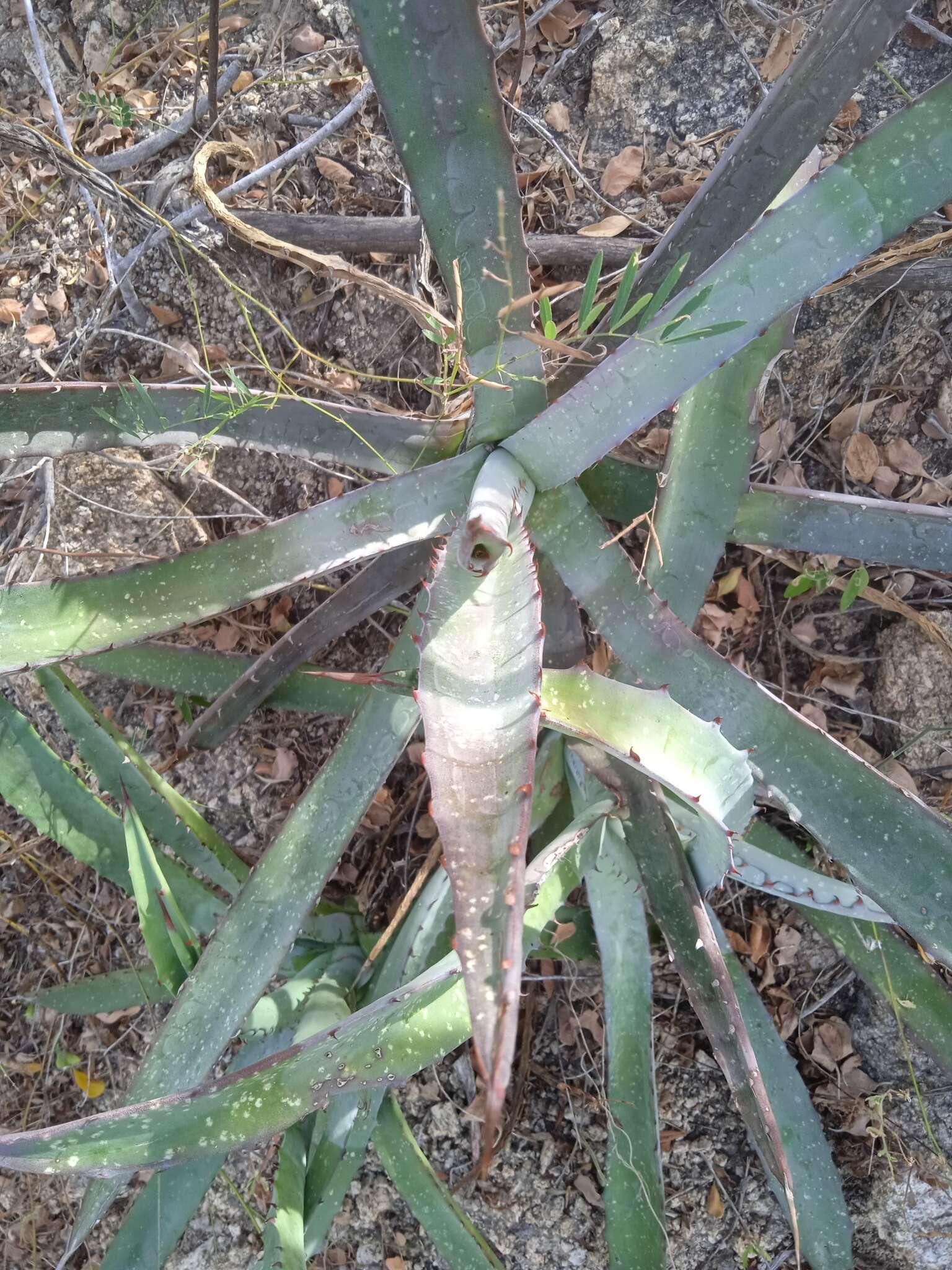 Agave aurea Brandegee resmi