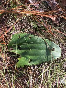 Image of Florida Indian plantain