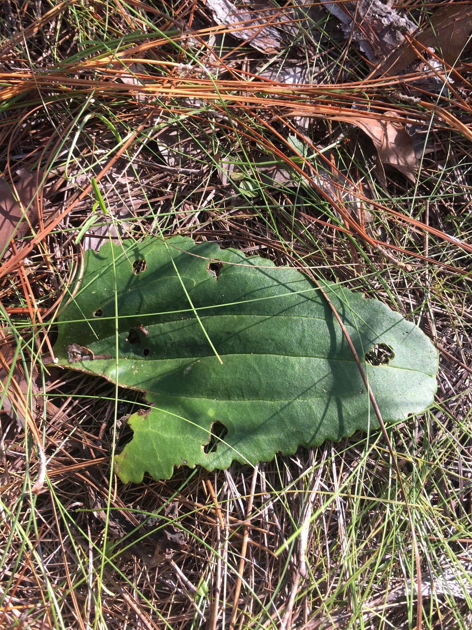 Image of Florida Indian plantain