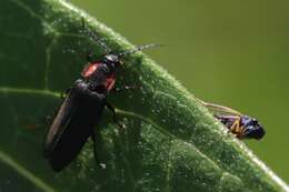 Graphocephala lugubris (Signoret 1854)的圖片