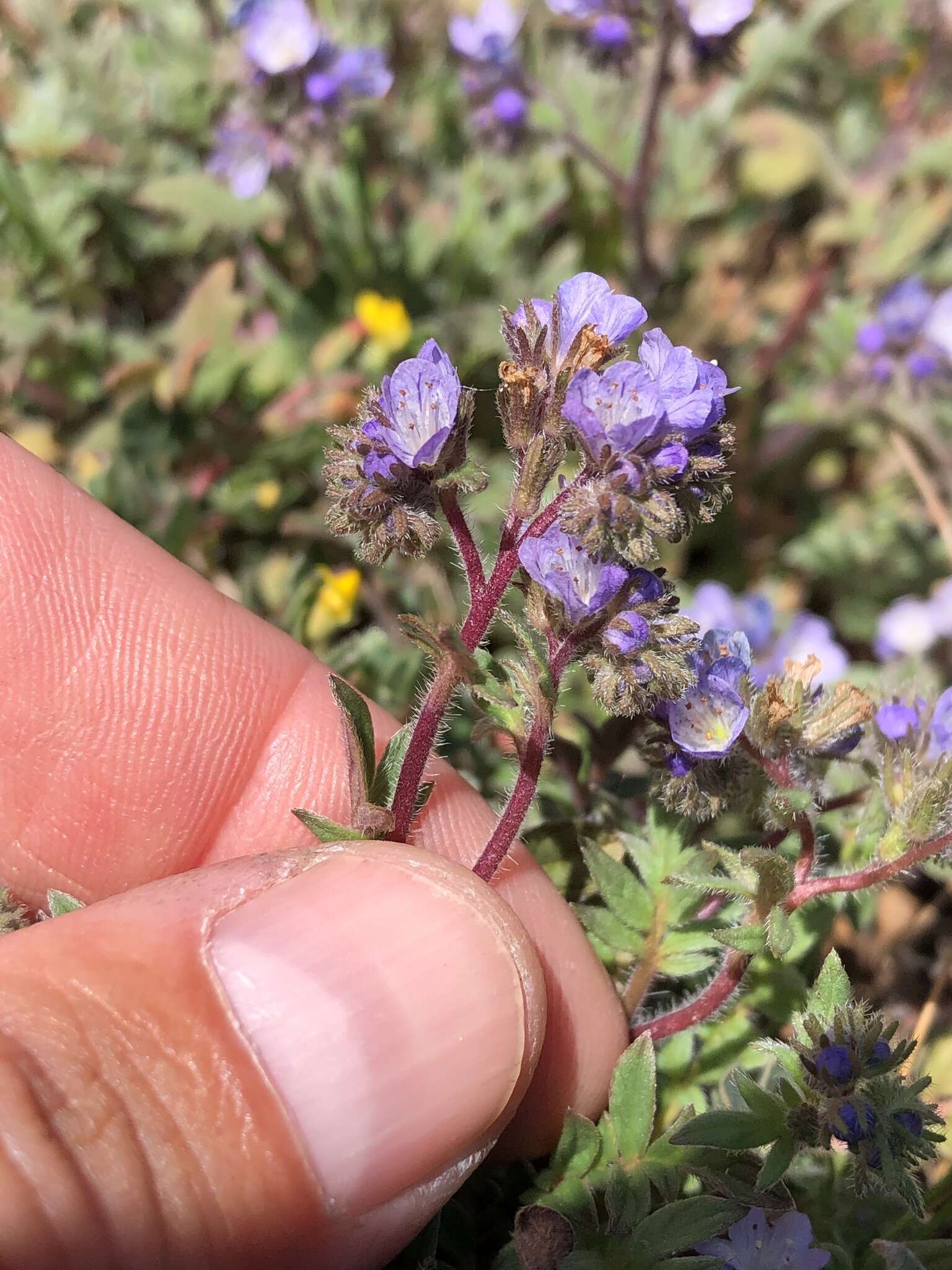 Imagem de Phacelia breweri A. Gray