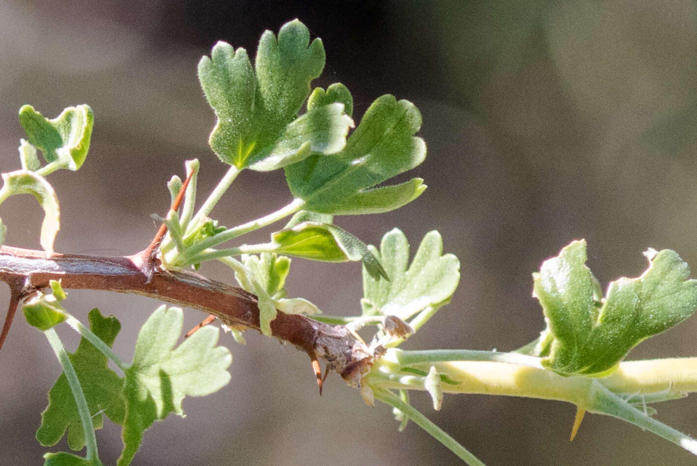 Image of rock gooseberry