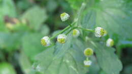 Image of Dichrocephala integrifolia (L. fil.) O. Kuntze