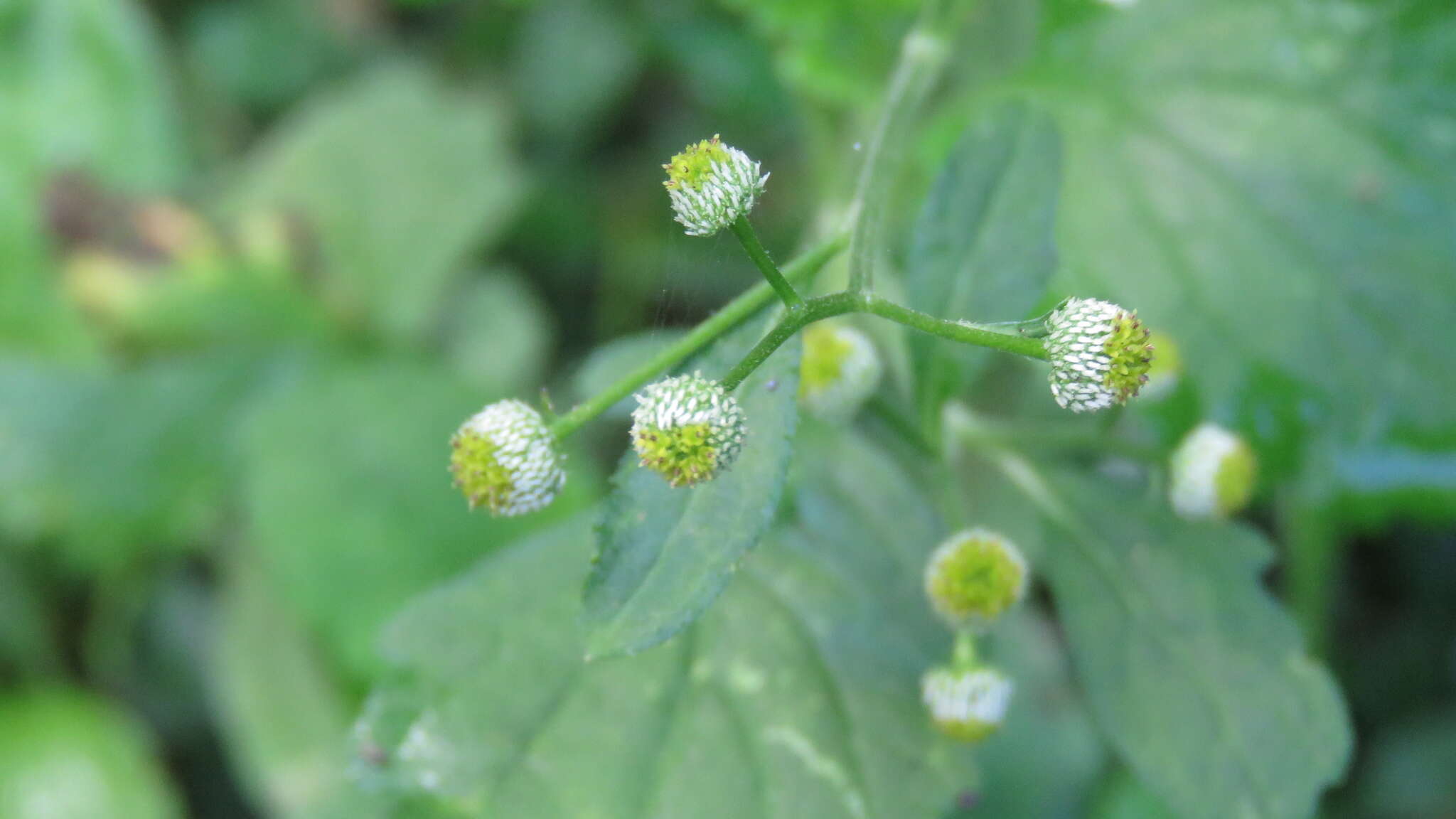 Image of Dichrocephala integrifolia (L. fil.) O. Kuntze