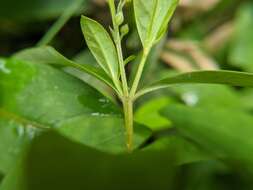 Image of Fortune Loosestrife