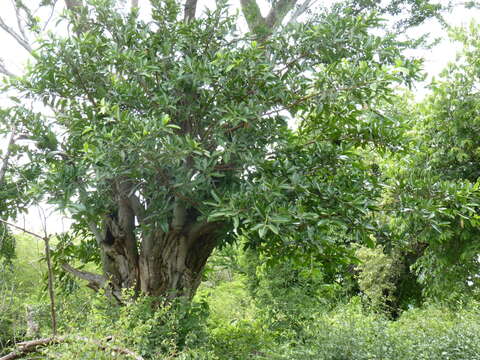 Ficus crocata (Miq.) Mart. ex Miq.的圖片