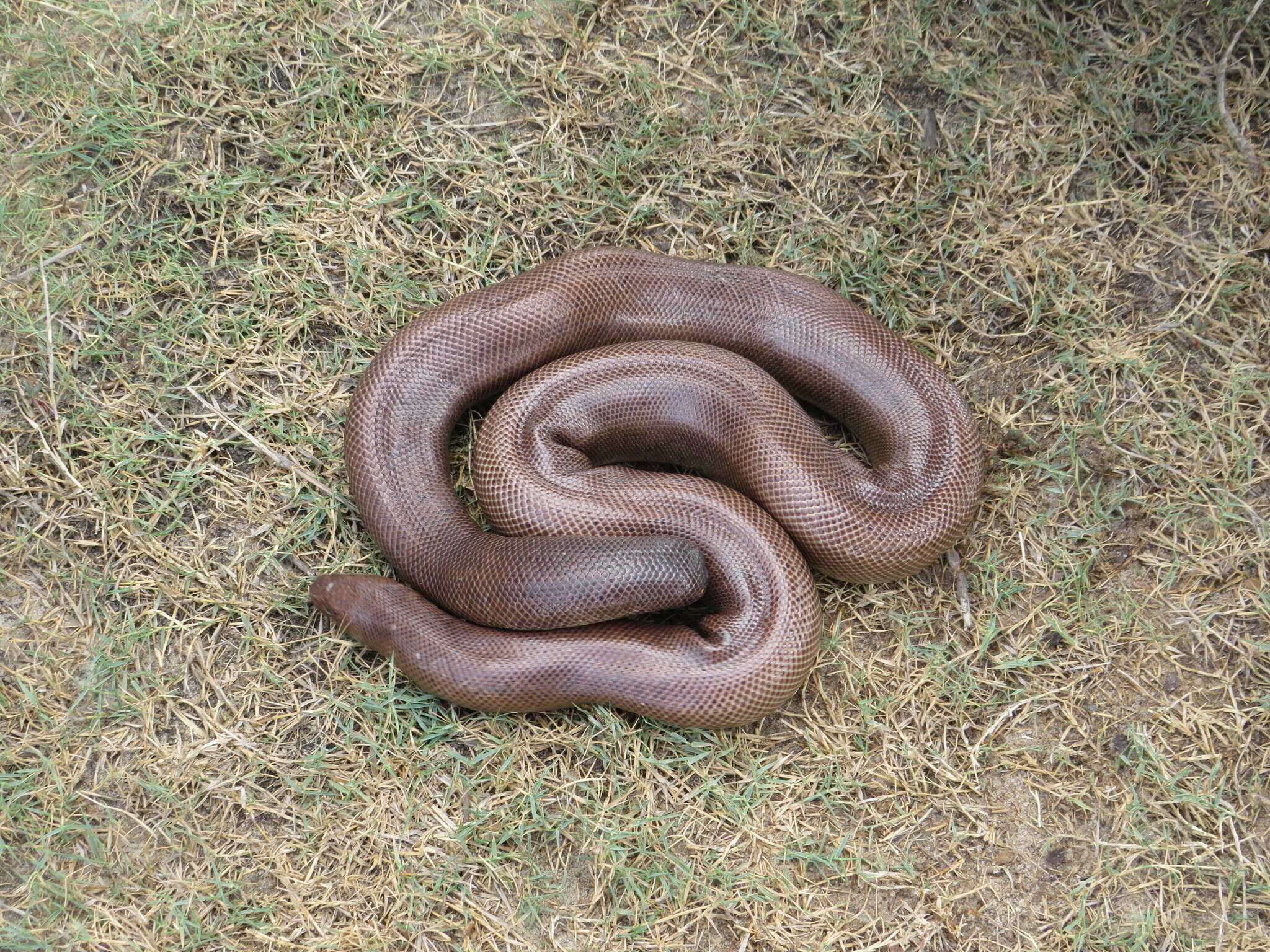 Image of Brown Sand Boa