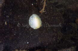 Image of white Atlantic cadlina