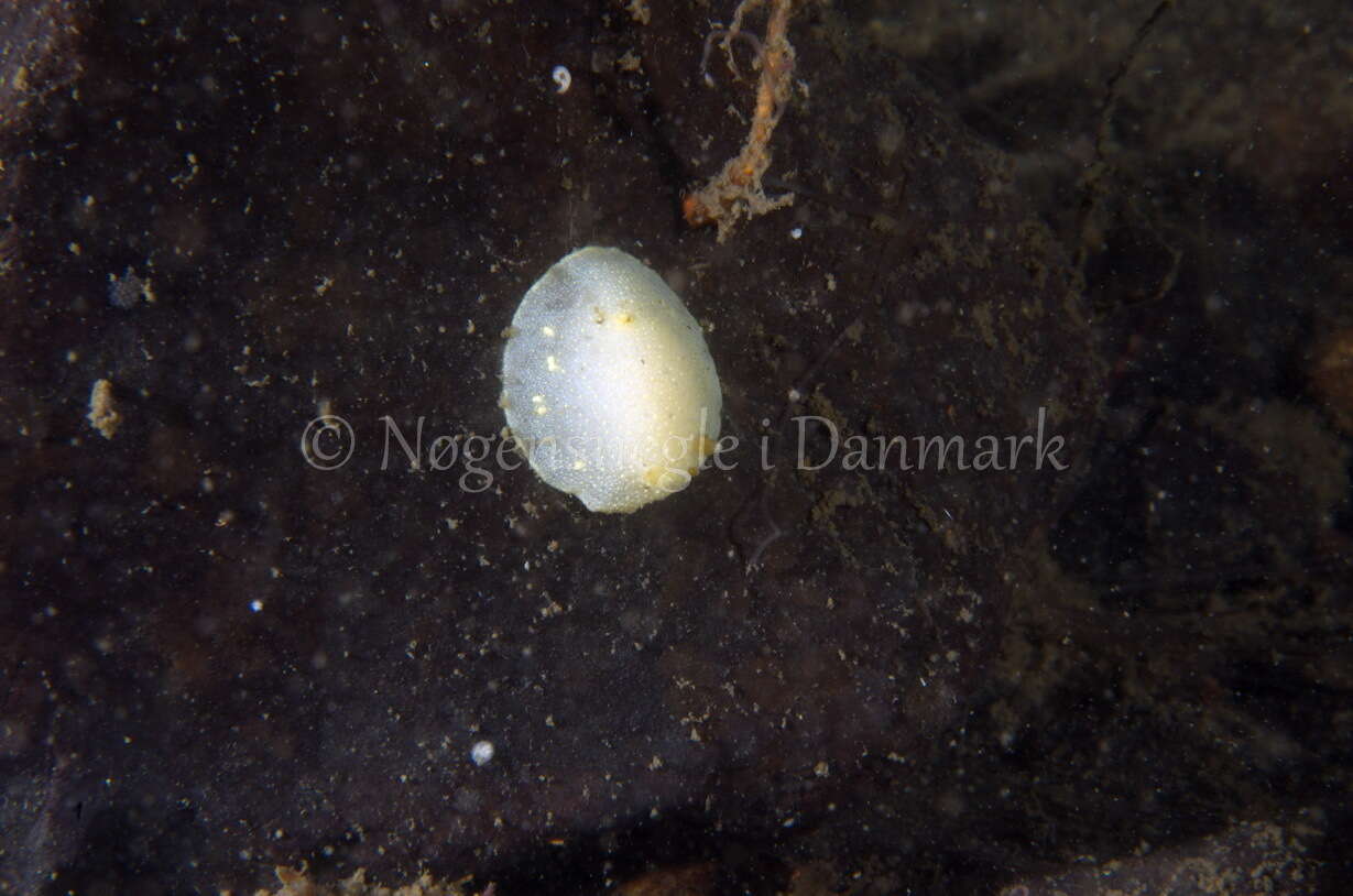 Image of white Atlantic cadlina