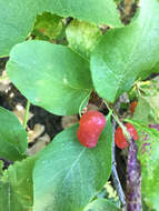 Image of purpleflower honeysuckle